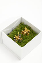 Load image into Gallery viewer, HIBISCUS CALX - Mini Pair
