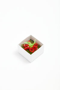 HIBISCUS OCEANUS - Minimus