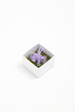 Load image into Gallery viewer, HIBISCUS VIOLA - Minimus
