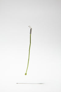 OENOTHERA RUBRUM STEM LOCKER SINGLE EARRING